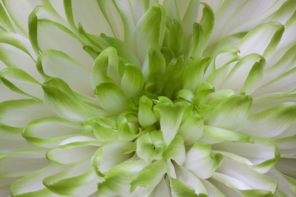 green and white clustered flower preview