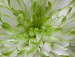 green and white clustered flower thumbnail