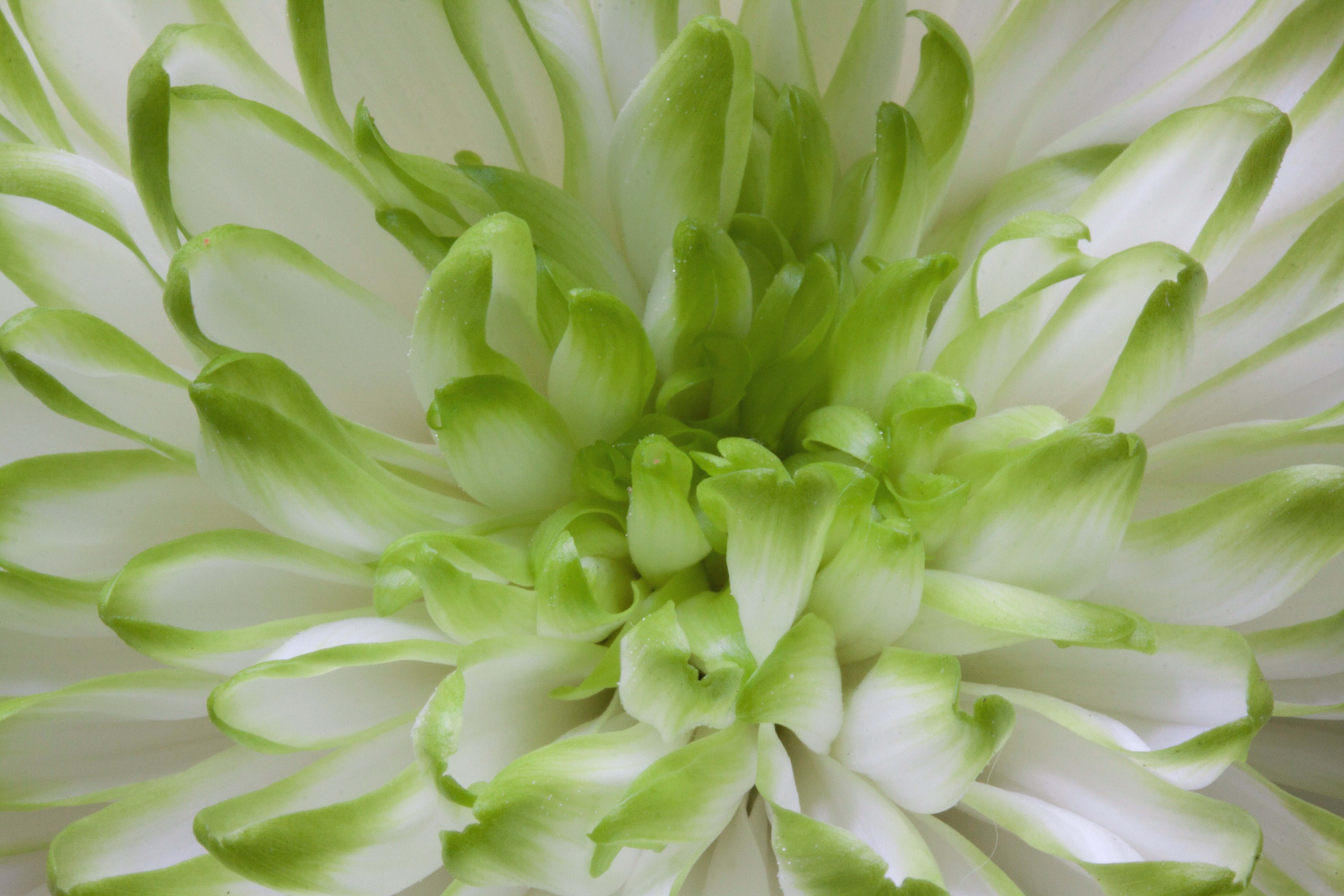 green and white clustered flower