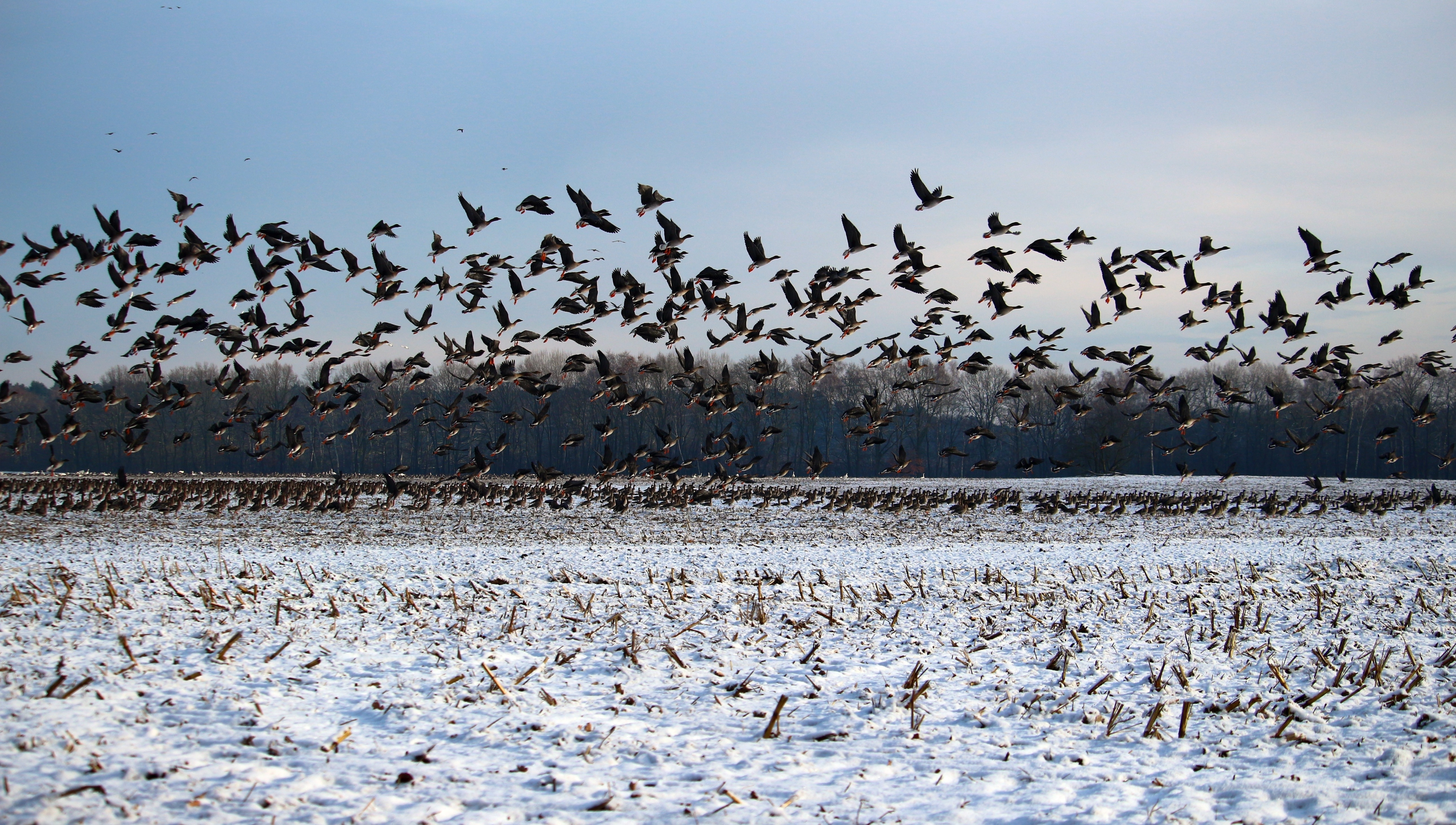 flock of birds on a snowy land