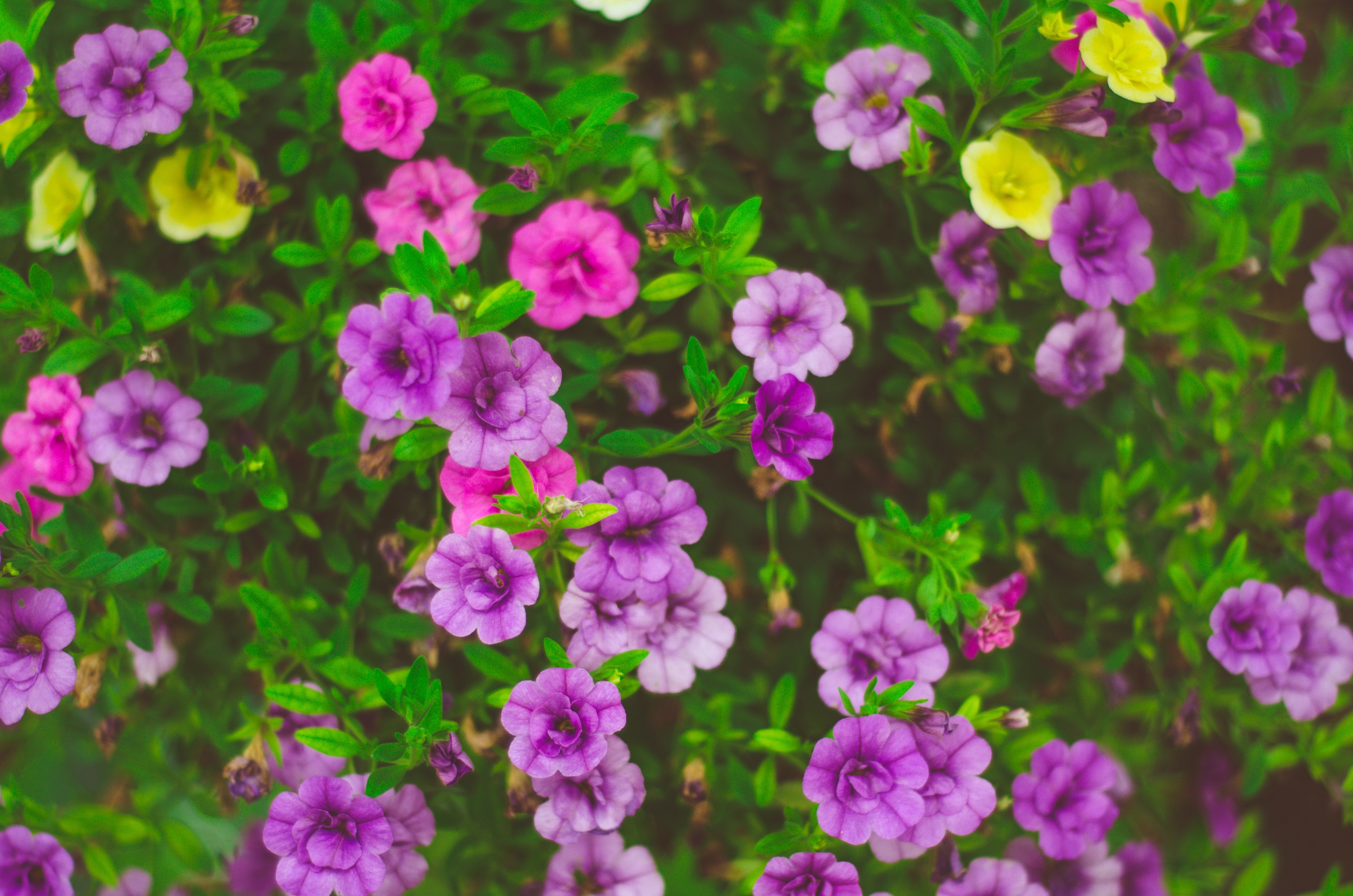 purple petal flower plant