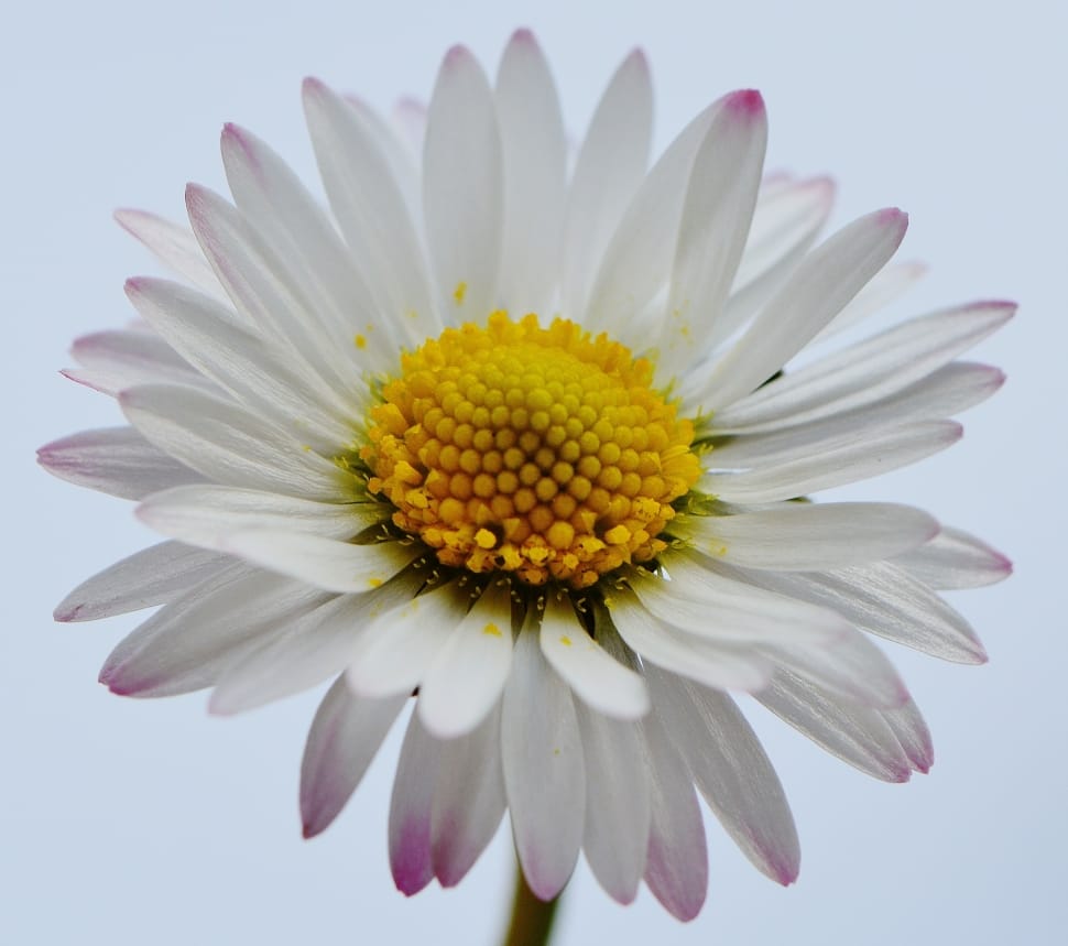 White Petaled Flower Free Image Peakpx