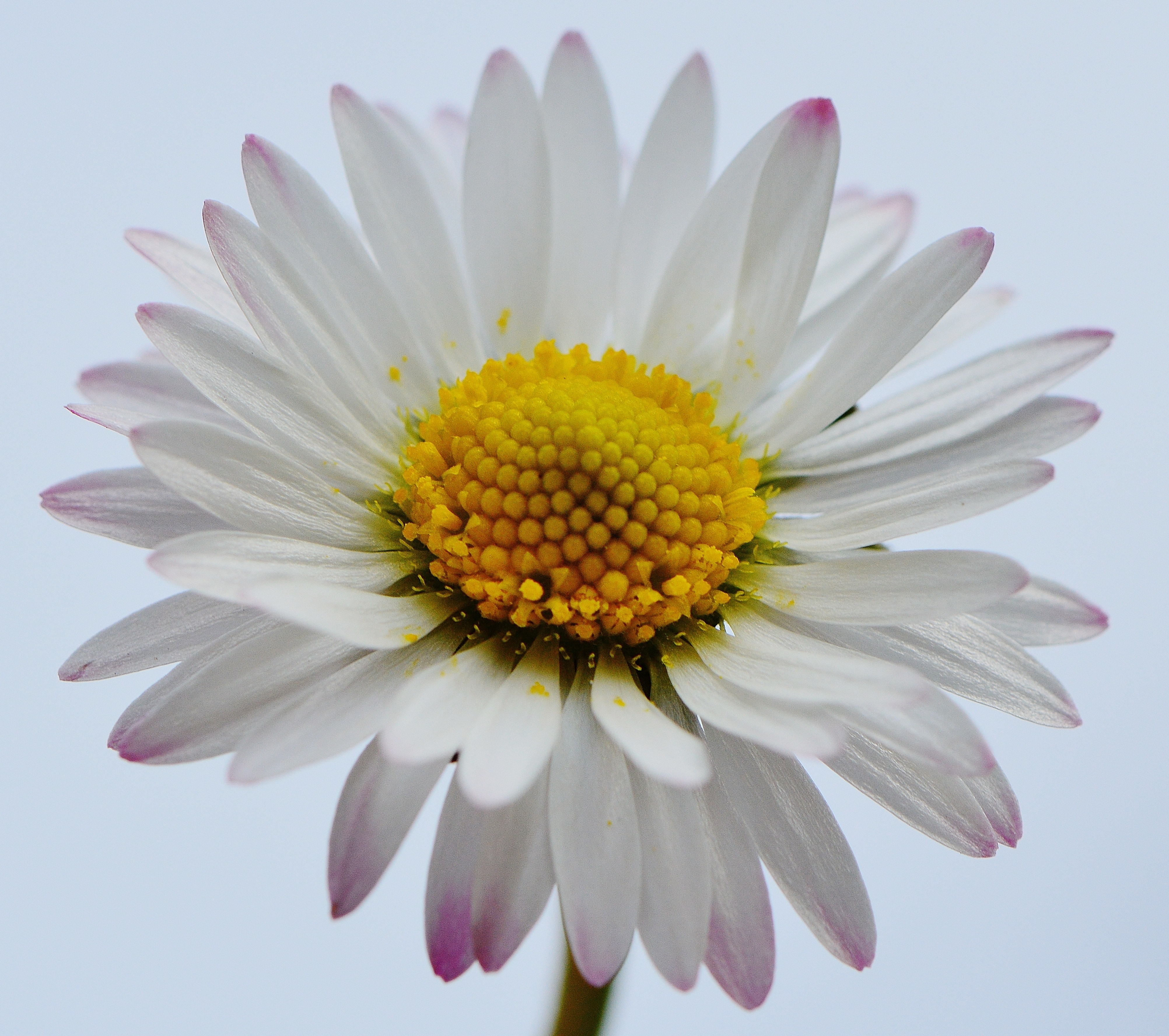 white petaled flower
