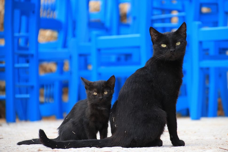 bombay cat and kitten preview