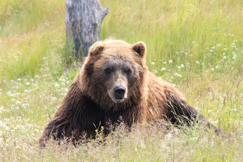 grizzly bear on green grassy field near gray tree during daytime preview