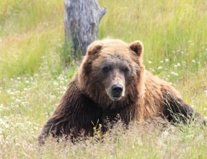 grizzly bear on green grassy field near gray tree during daytime thumbnail