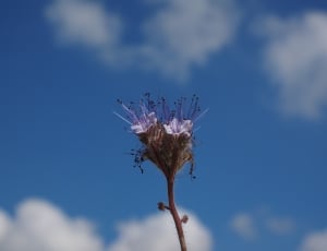 purple and white leaf flower thumbnail