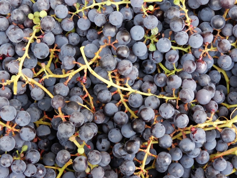 Nature, Fruit, Bunch Of Grapes, Grapes, fruit, food and drink preview
