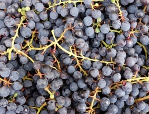 Nature, Fruit, Bunch Of Grapes, Grapes, fruit, food and drink thumbnail
