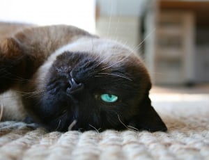 black face brown cat thumbnail