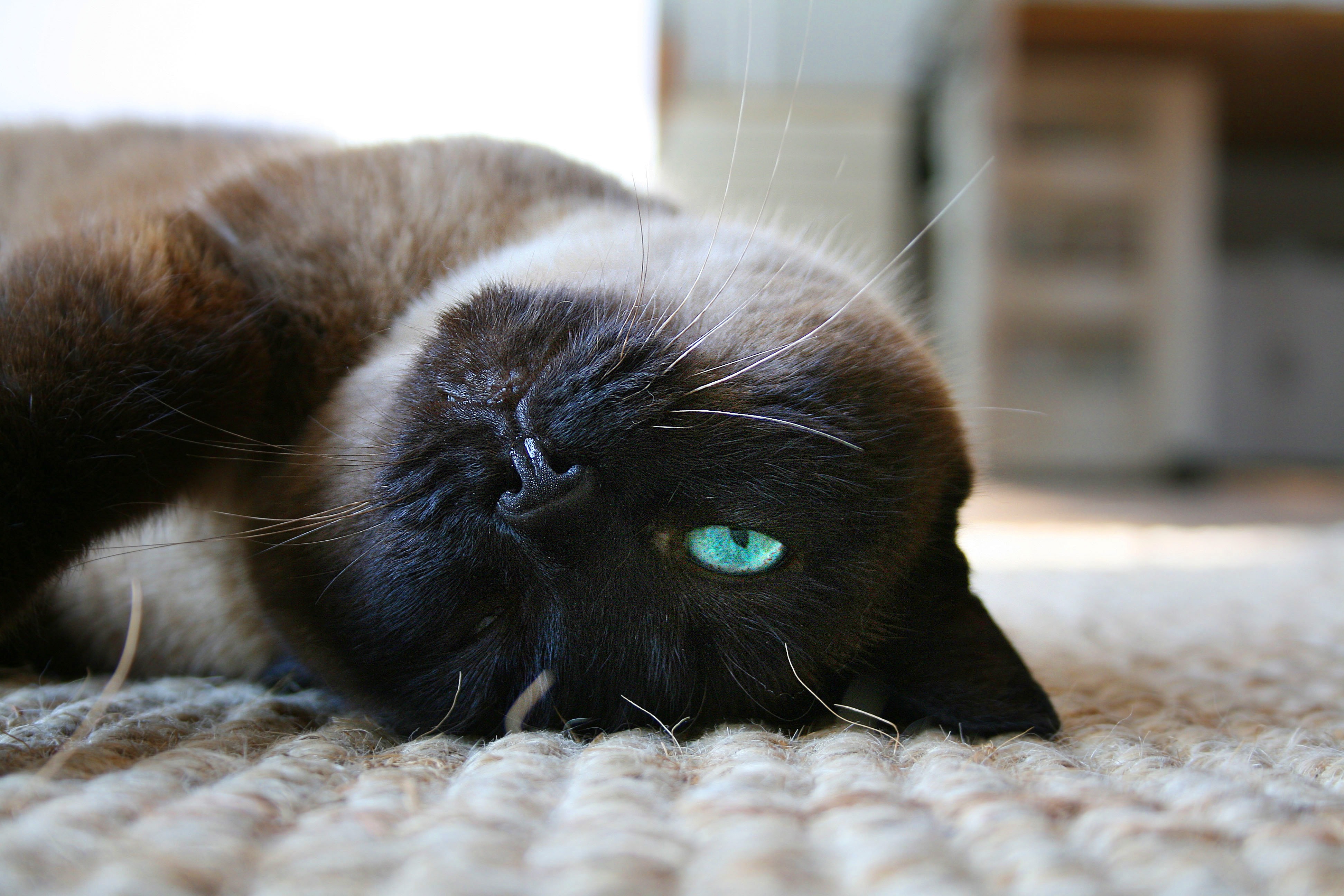 black face brown cat
