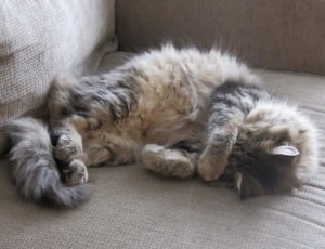 beige and gray long coat cat thumbnail