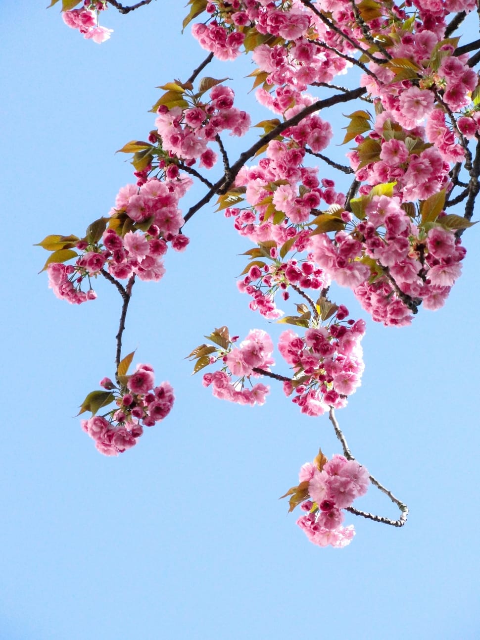 blue, sky, pink, petal, flower, cherry blossom preview