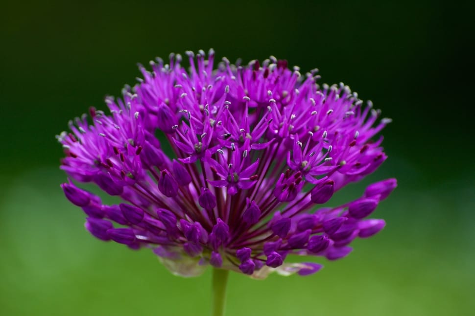 Flower, Spring, Plant, Nature, purple, flower preview
