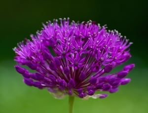 Flower, Spring, Plant, Nature, purple, flower thumbnail