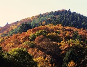 yellow and orange leaf trees on summit thumbnail
