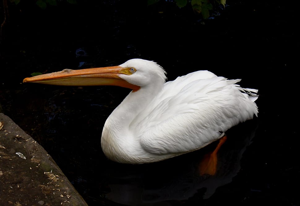 white pelican bird floating on water preview