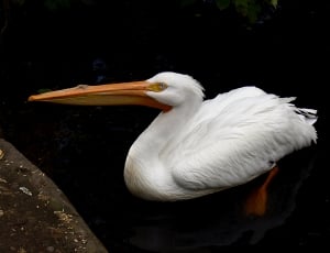 white pelican bird floating on water thumbnail