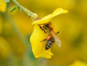 honey bee and yellow petaled flower thumbnail