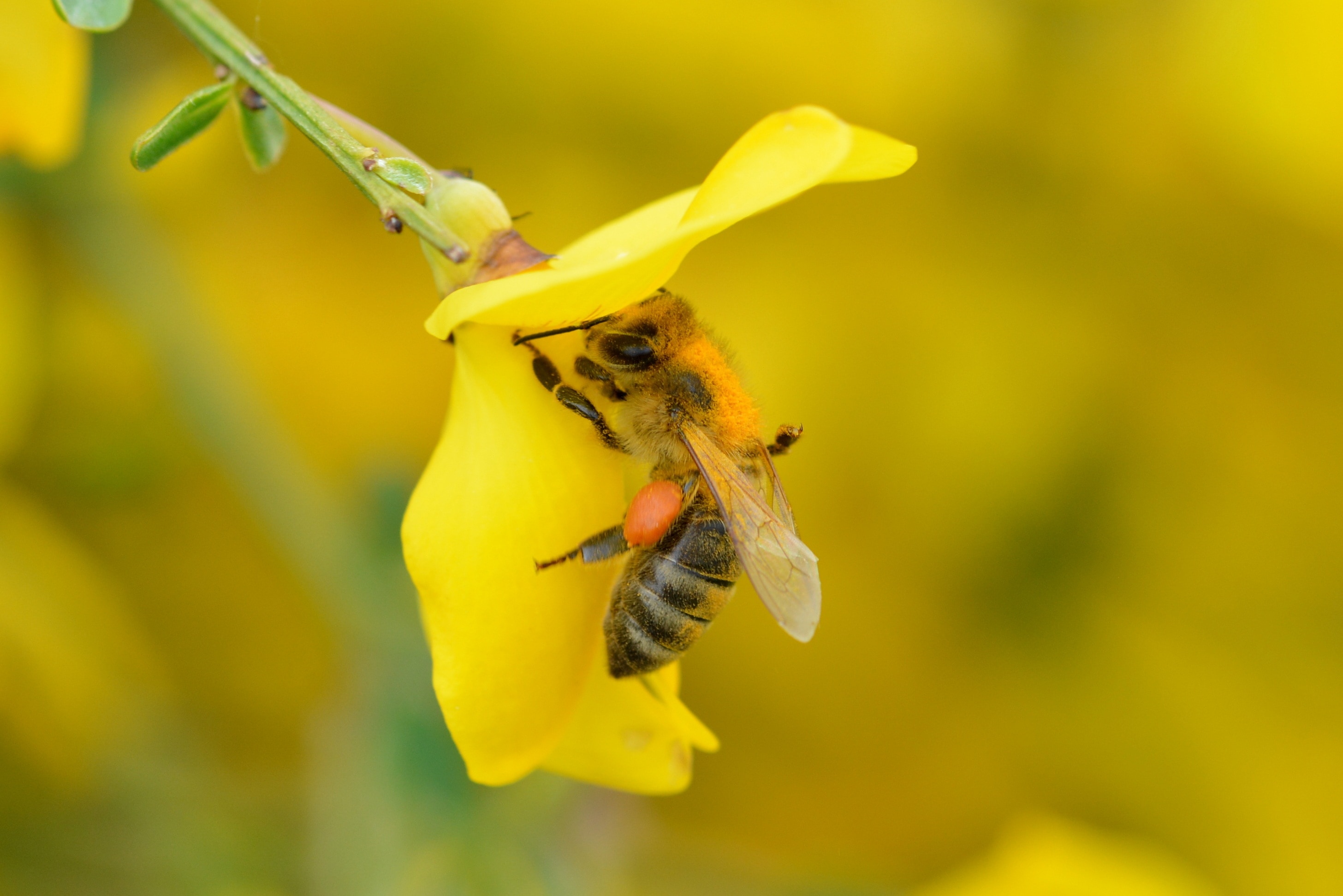 honey bee and yellow petaled flower