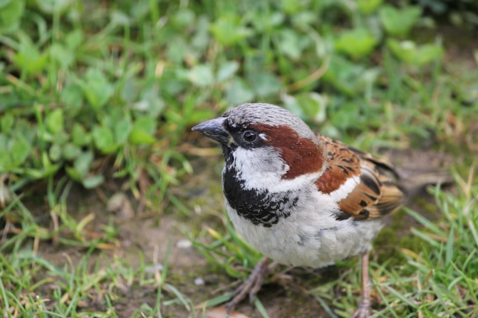 House Sparrow, Sparrow, Male, Bird, bird, one animal preview