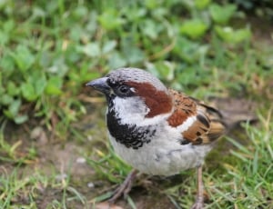 House Sparrow, Sparrow, Male, Bird, bird, one animal thumbnail
