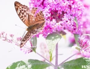 brown butterfly thumbnail