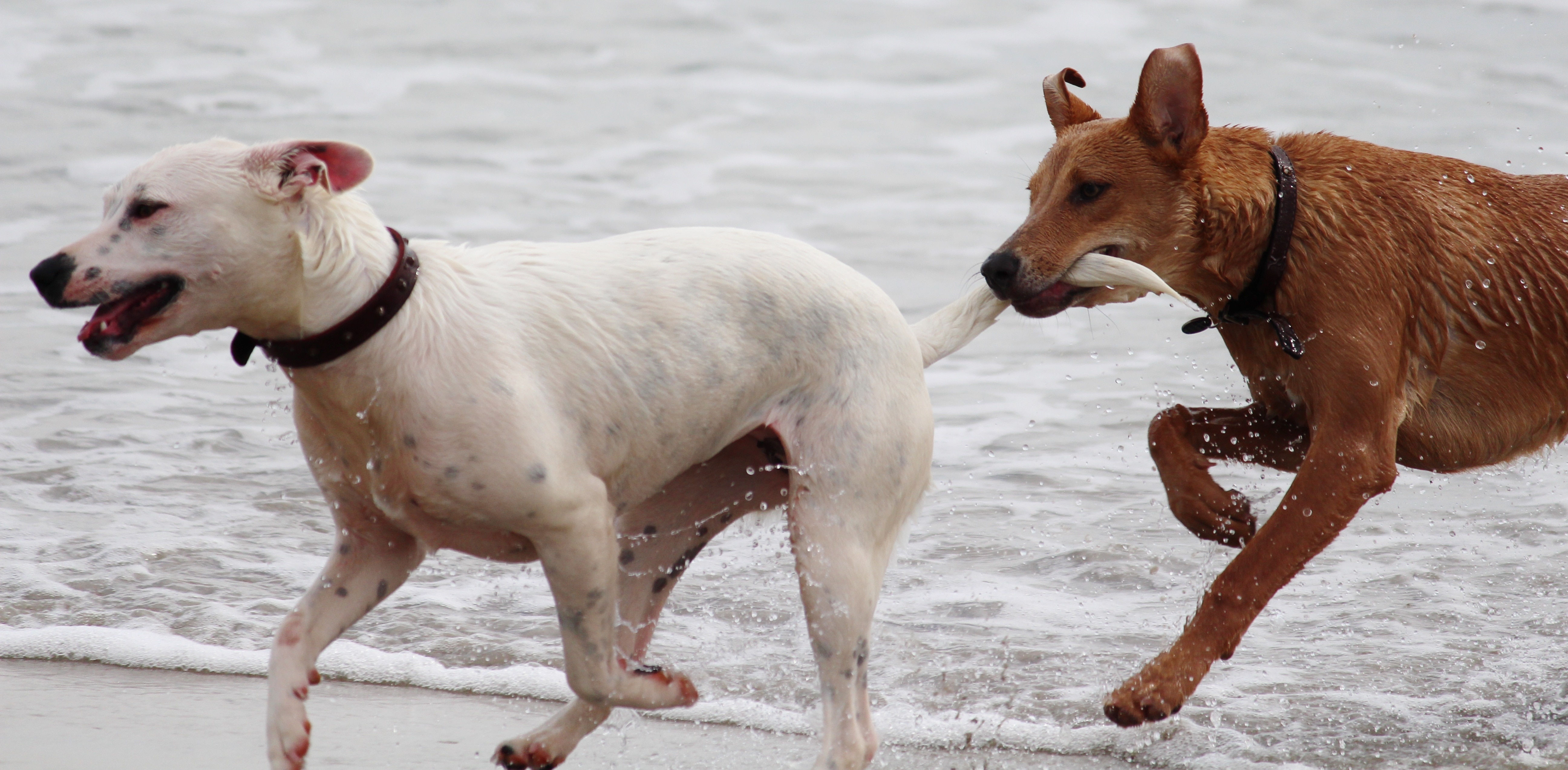 two white and brown short coated dogs