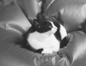 black and white short fur cat thumbnail