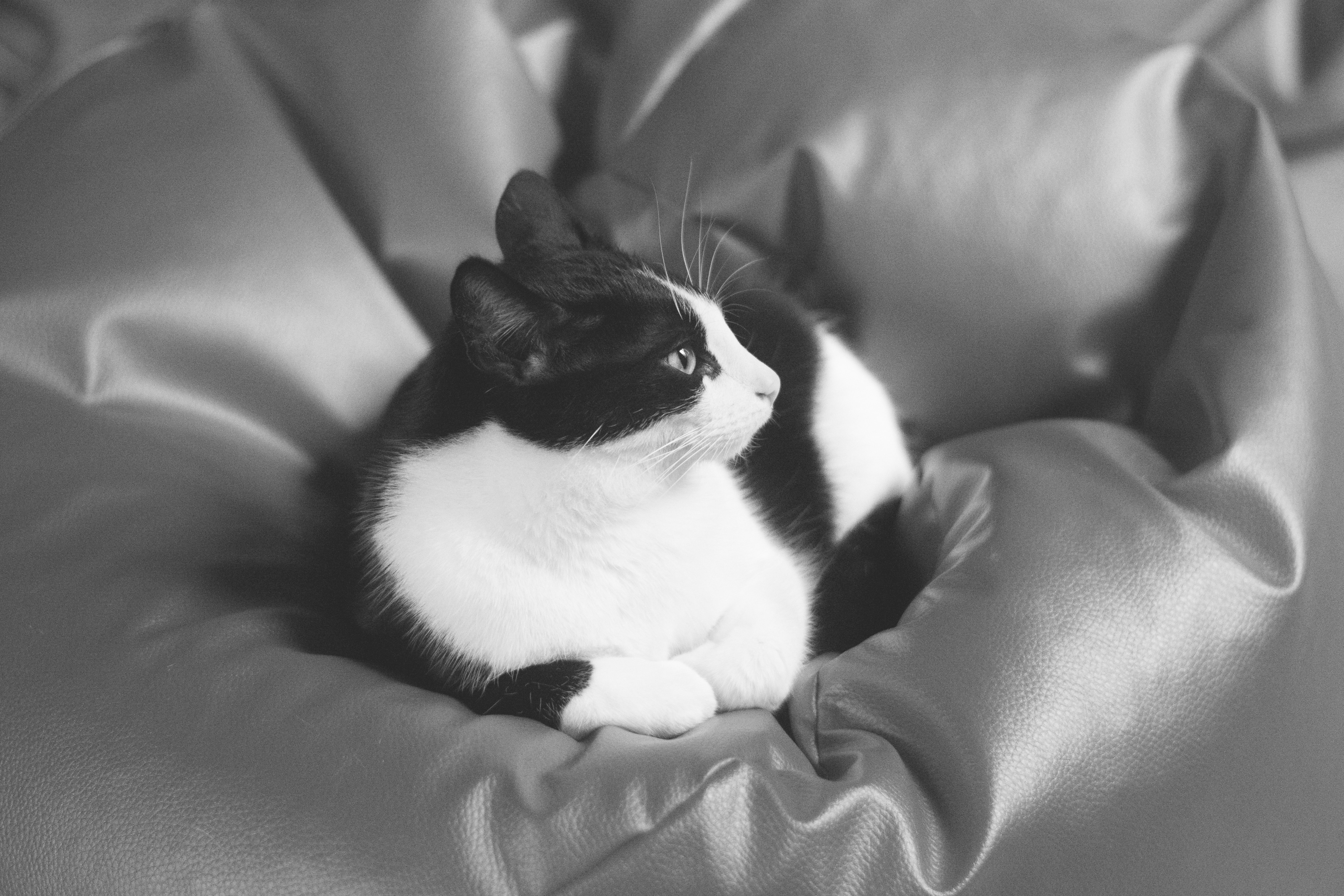 Черно белые котики. Черно белая кошка. Котик черно белый. Черно белая кошечка. Кот черно белый фото.