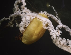 yellow jellyfish thumbnail