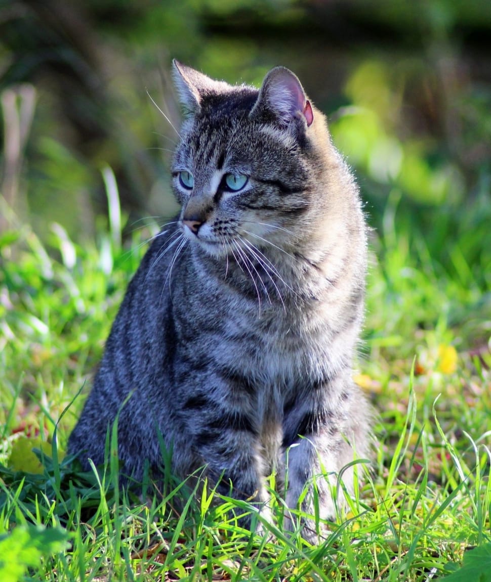 silver tabby cat on green grass field preview