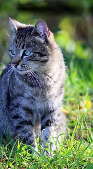 silver tabby cat on green grass field thumbnail
