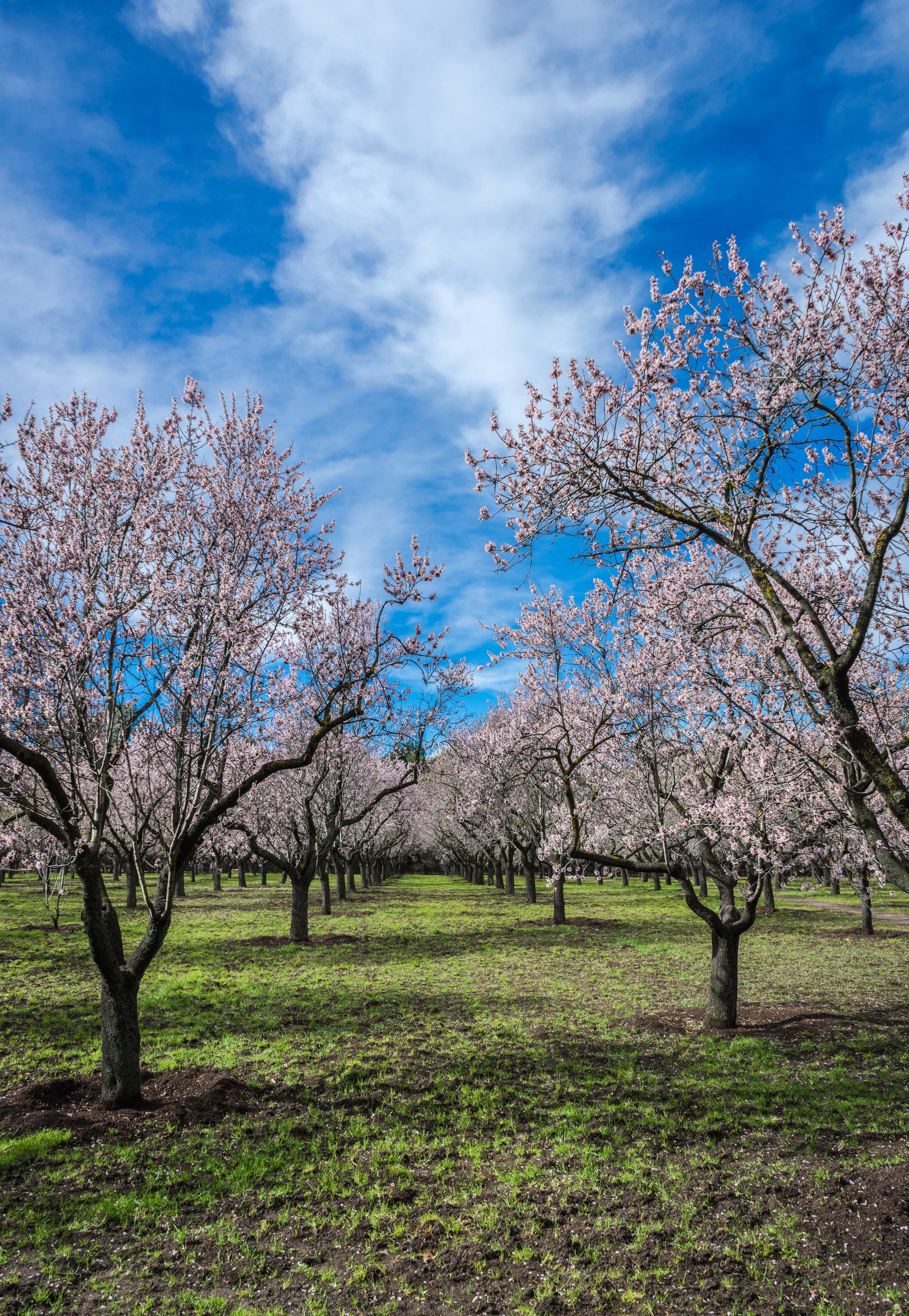 Spring, Almond Tree, Bloom, Park, Flower, tree, nature