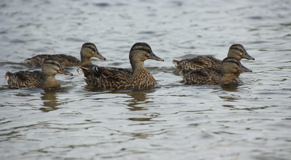4 brown mallard ducks preview