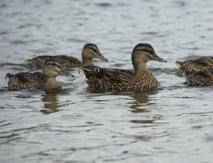 4 brown mallard ducks thumbnail