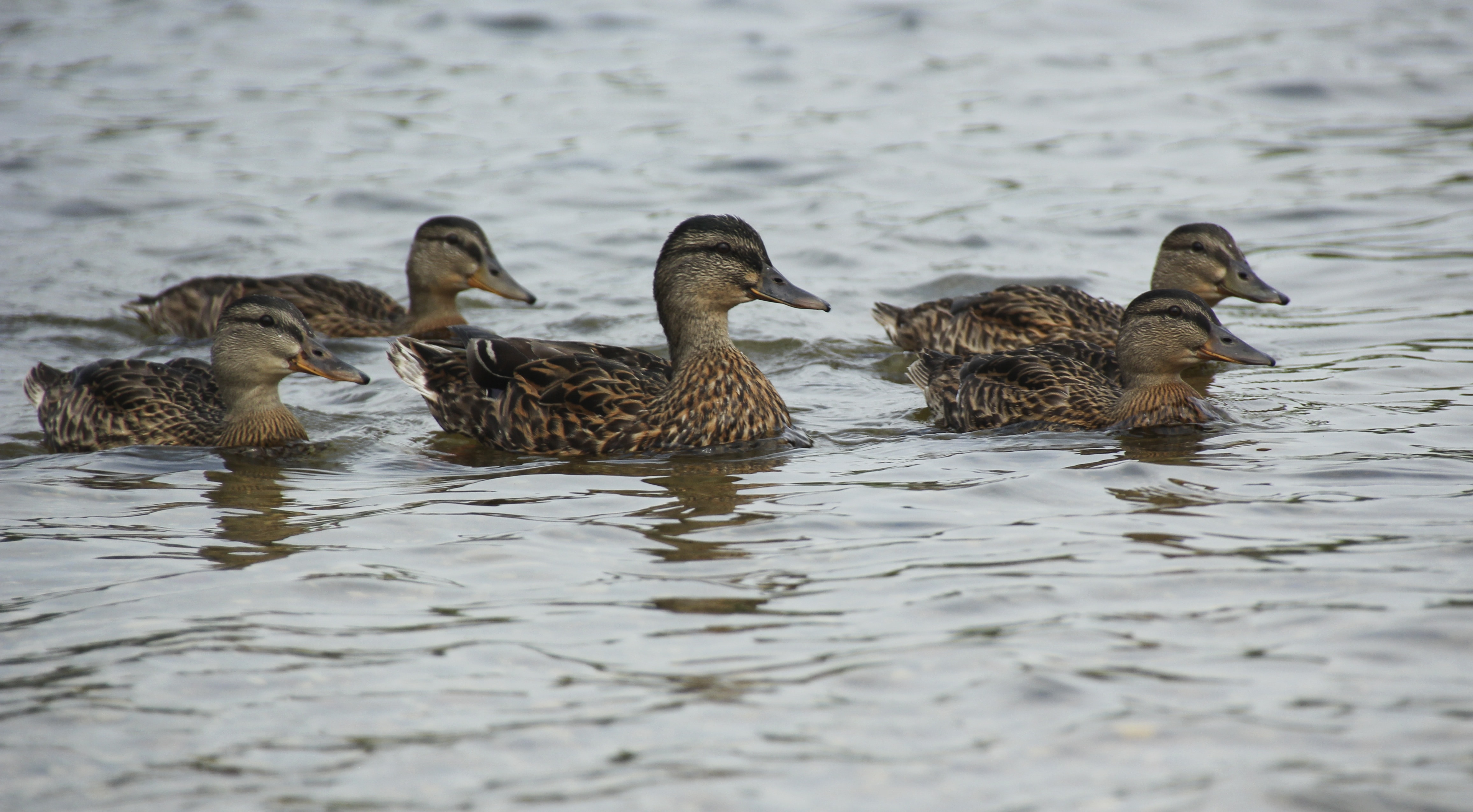 4 brown mallard ducks