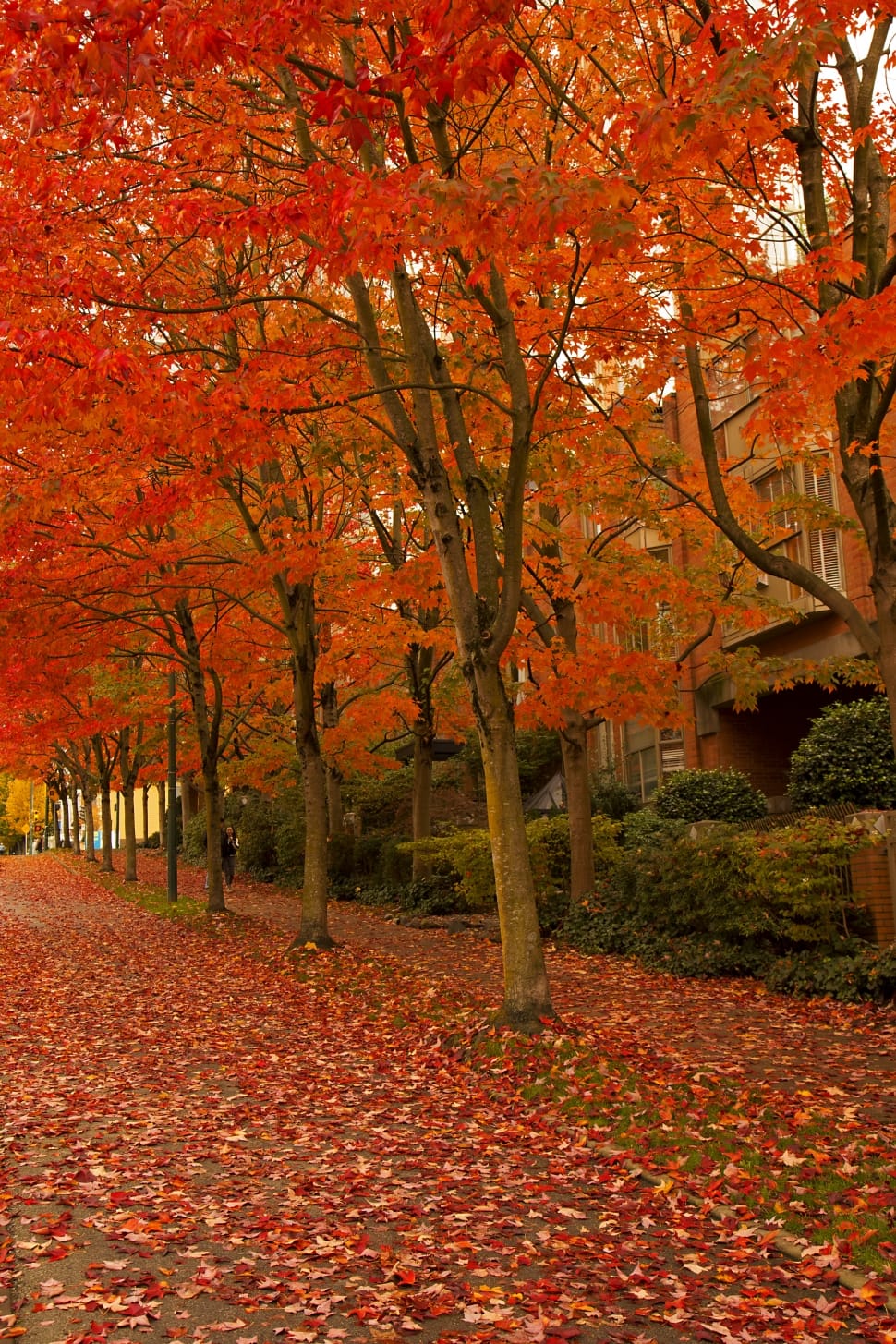 lined maple tree preview