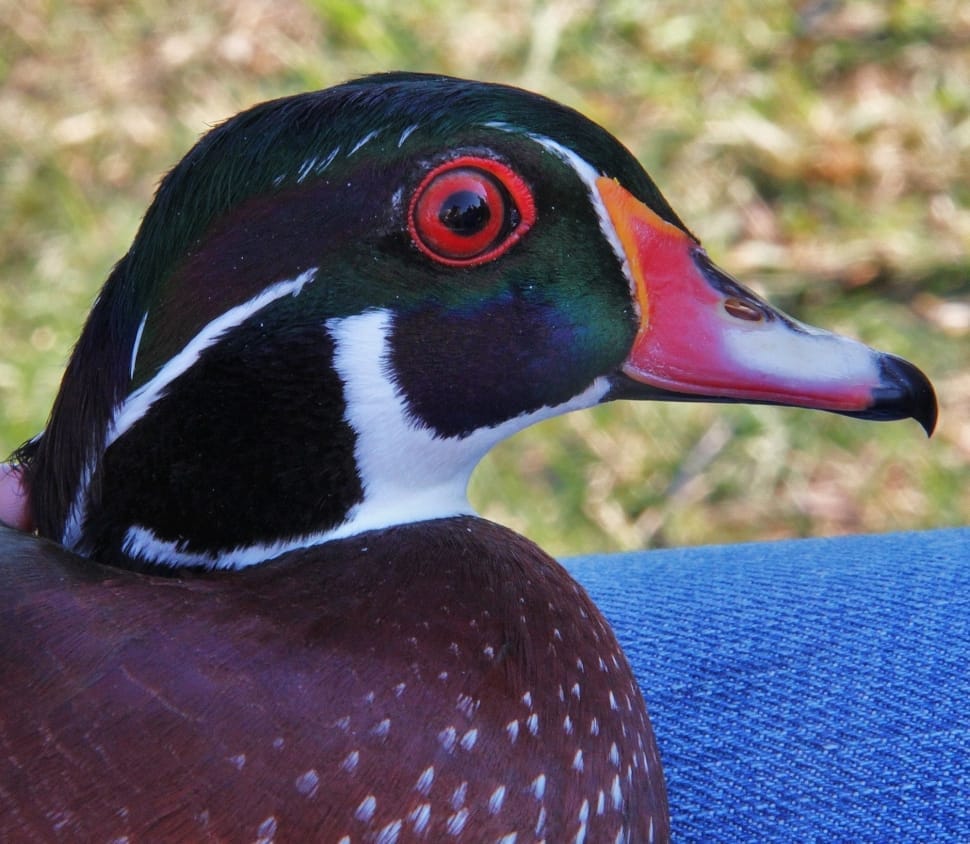 green brown and white duck preview