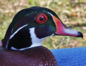 green brown and white duck thumbnail