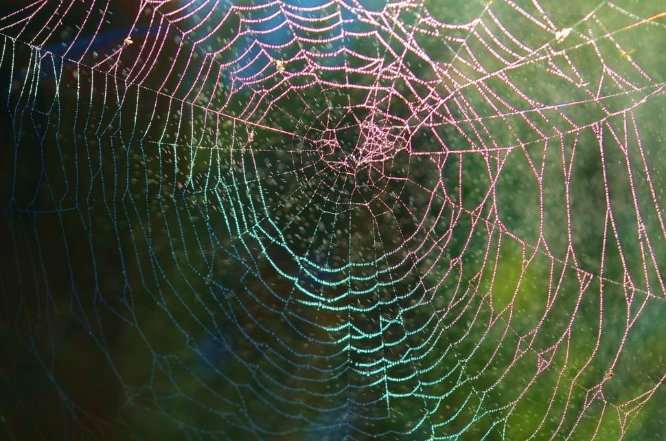 pink and green spider web preview