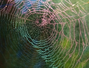 pink and green spider web thumbnail