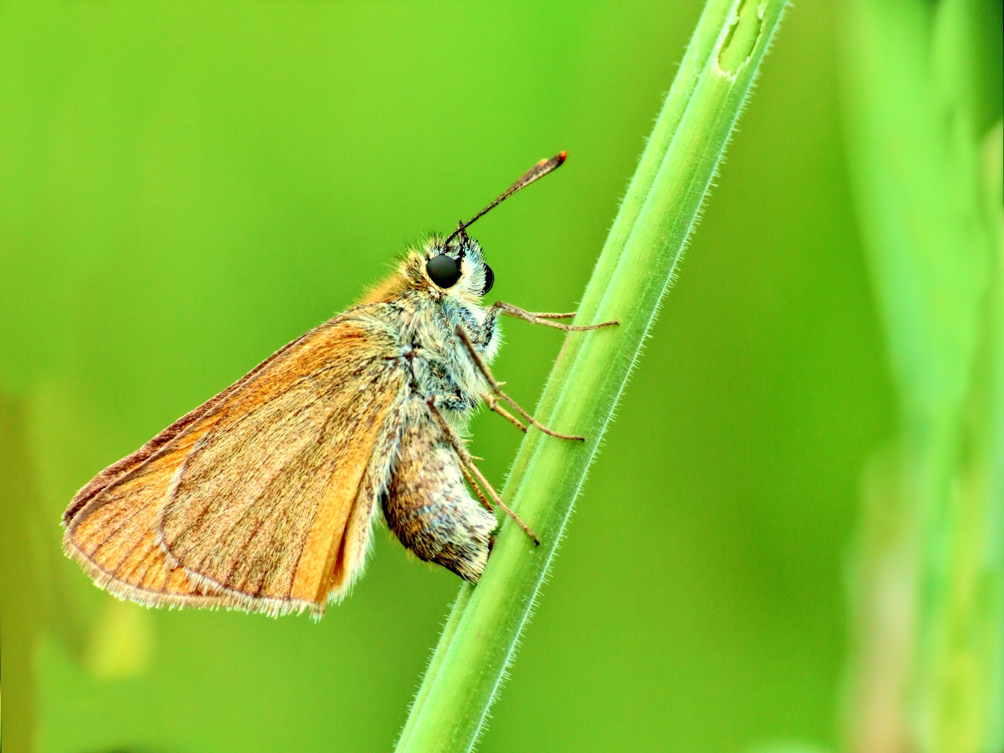 gray and brown moth