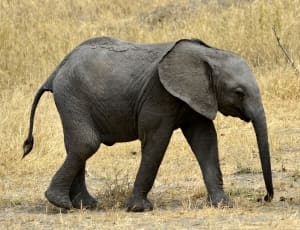 gray elephant calf thumbnail