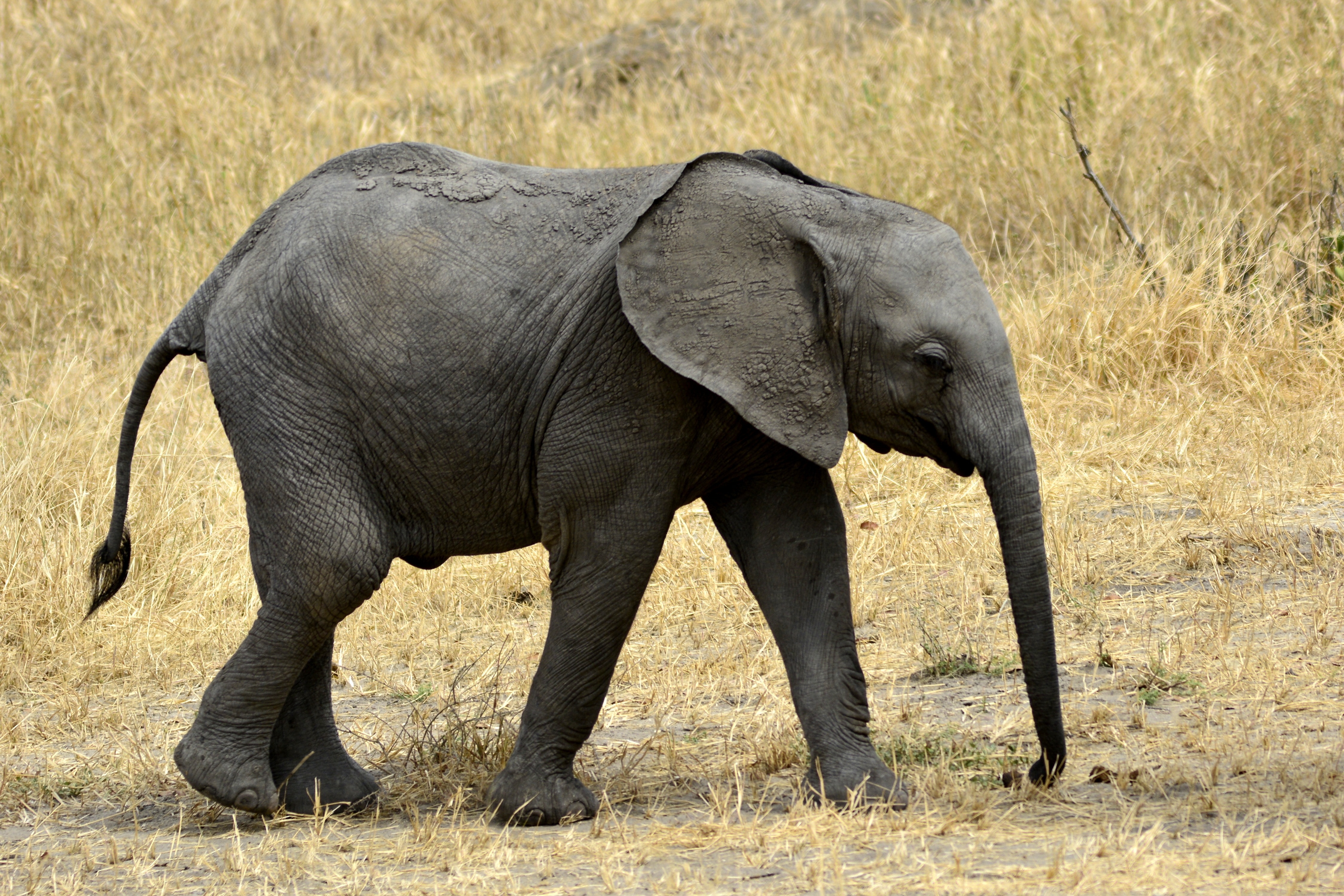 gray elephant calf