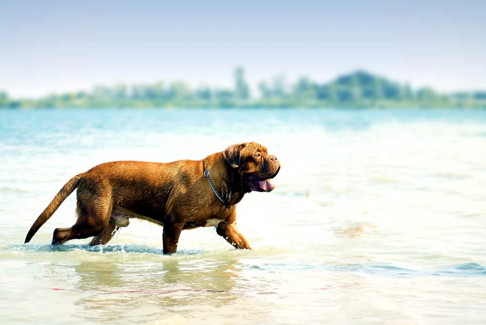 tan french mastiff walking on ocean water during daytime preview