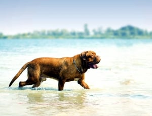 tan french mastiff walking on ocean water during daytime thumbnail