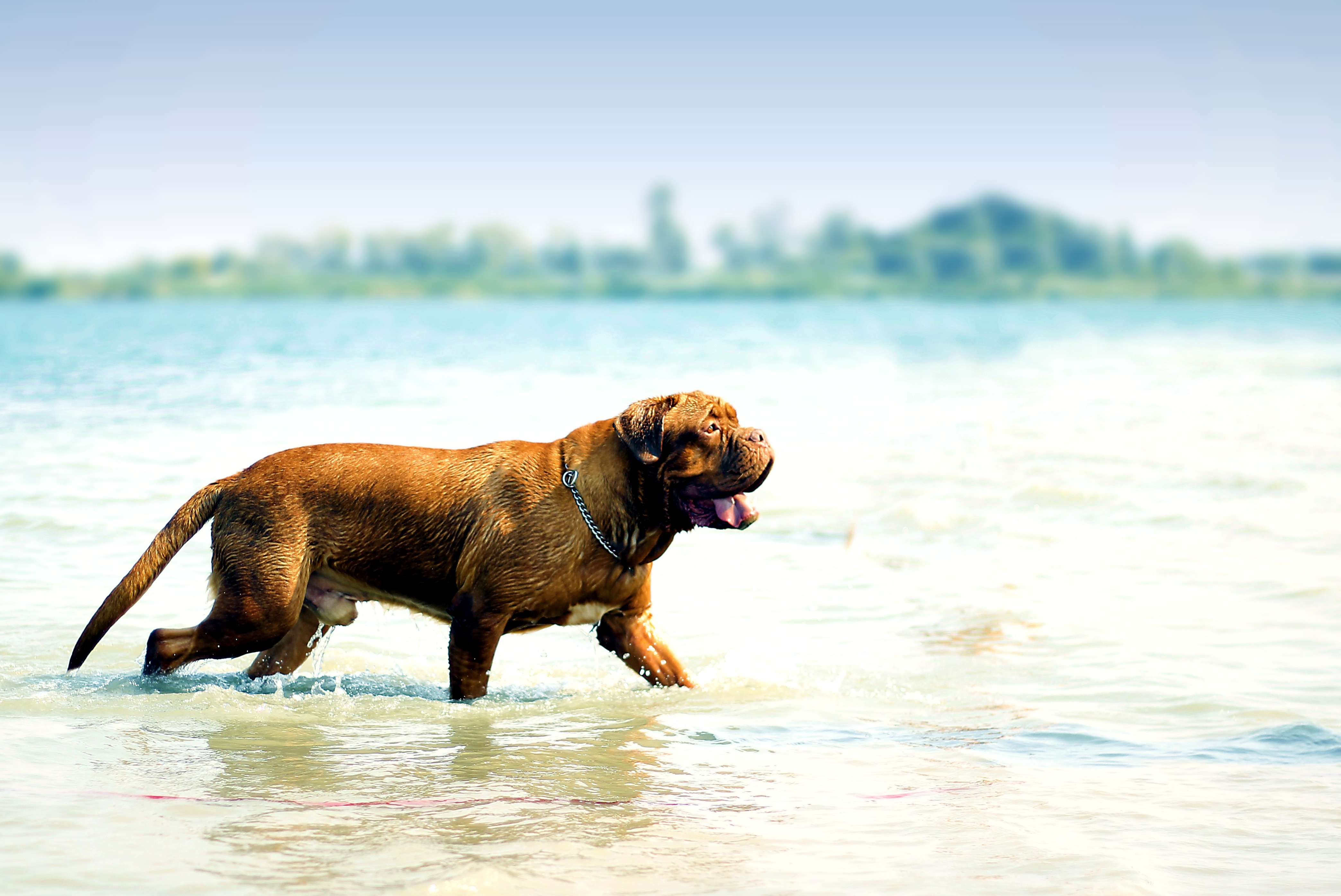 tan french mastiff walking on ocean water during daytime
