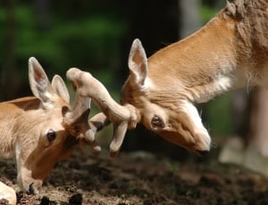 two deer butting heads thumbnail