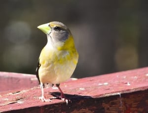 yellow and brown bird thumbnail